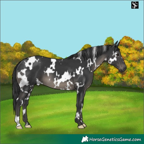 Horse Color:White Spotted Black