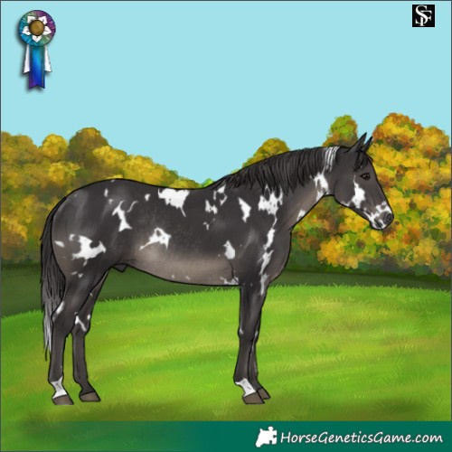 Horse Color:White Spotted Smoky Black Rabicano