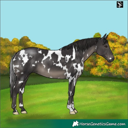 Horse Color:White Spotted Smoky Black 