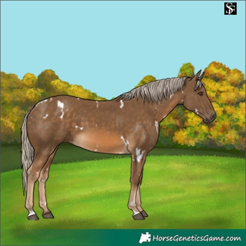 Horse Color:White Spotted Chocolate Palomino 