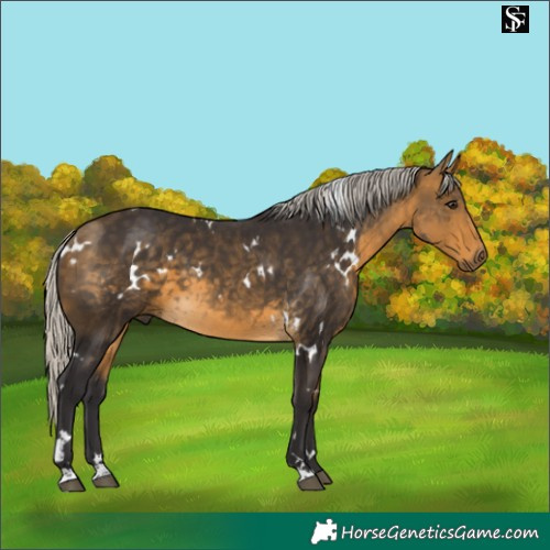 Horse Color:White Spotted Silver Buckskin