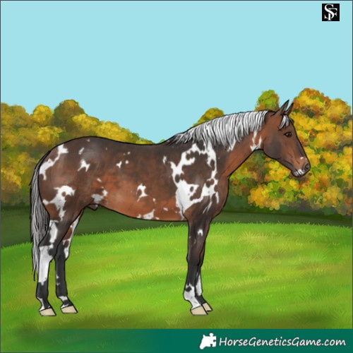 Horse Color:White Spotted Brown