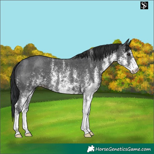 Horse Color:White Spotted Black