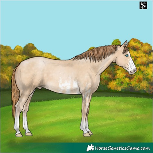 Horse Color:Buckskin Pearl Sabino