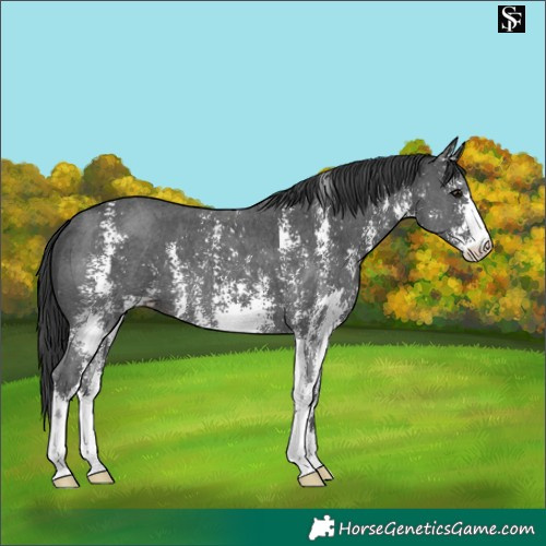 Horse Color:Black Sabino 