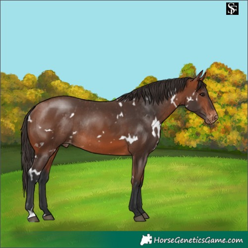Horse Color:White Spotted Bay Varnish Rabicano 