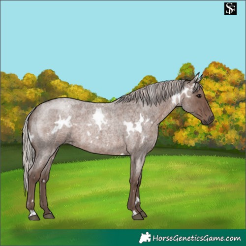 Horse Color:White Spotted Silver Blue Roan Rabicano