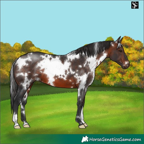 Horse Color:White Spotted Brown