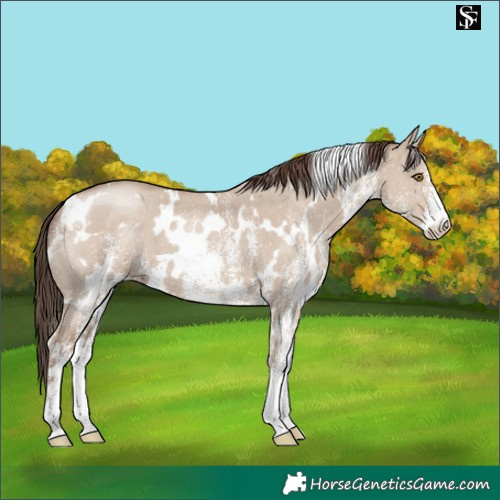 Horse Color:White Spotted Classic Champagne Dun