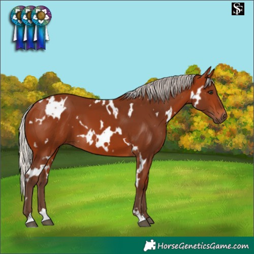 Horse Color:White Spotted Silver Bay 