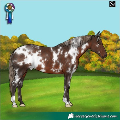Horse Color:White Spotted Liver Chestnut