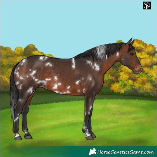 Horse Color:White Spotted Brown Appaloosa