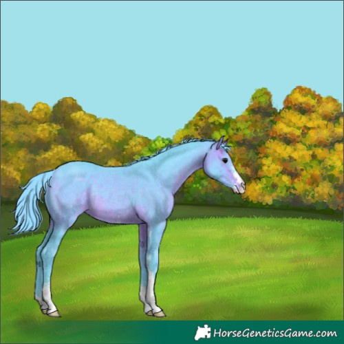Horse Color:Watercolor Brown Sabino Rabicano 