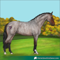 Horse Color:Brown Roan 