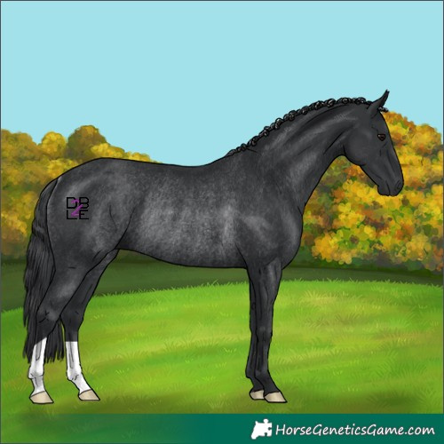 Horse Color:Black Rabicano