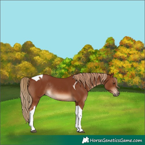 Horse Color:Chestnut Tobiano Rabicano 