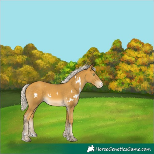 Horse Color:White Spotted Silver Sable Cream Champagne Skewed Appaloosa 