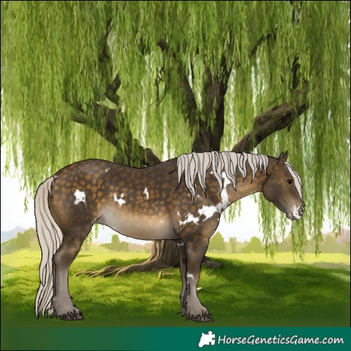 Horse Color:White Spotted Silver Buckskin Skewed Appaloosa