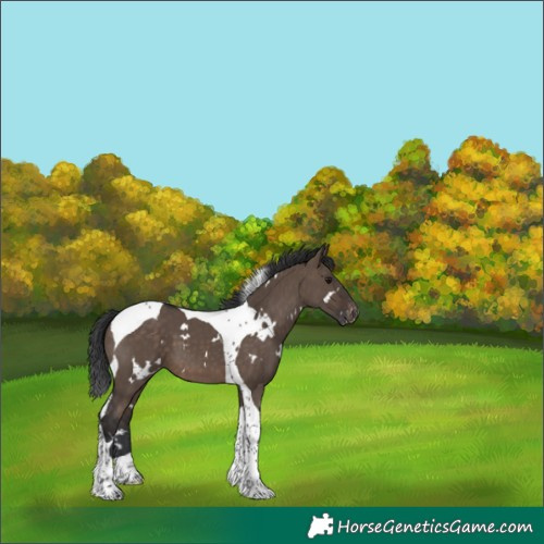 Horse Color:White Spotted Brown Dun Tobiano Skewed Appaloosa 
