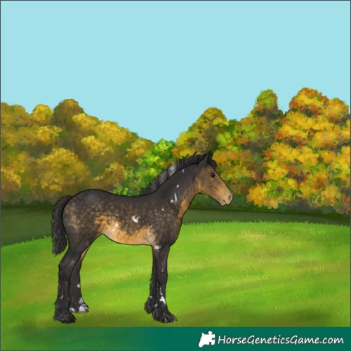 Horse Color:White Spotted Buckskin Skewed Appaloosa 