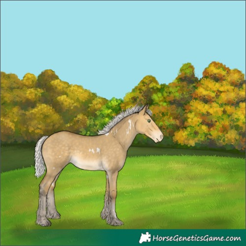 Horse Color:White Spotted Silver Sable Cream Champagne Dun Skewed Appaloosa 