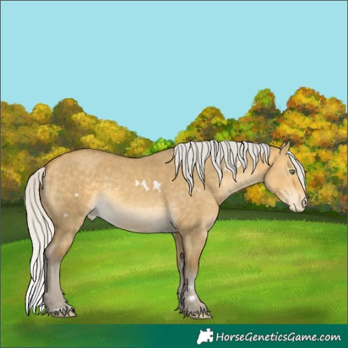 Horse Color:White Spotted Silver Sable Cream Champagne Dun Skewed Appaloosa 