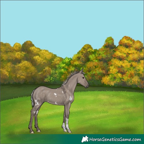 Horse Color:White Spotted Silver Grullo Mushroom Tobiano Rabicano 