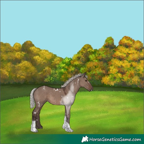 Horse Color:White Spotted Silver Grullo Mushroom Tobiano Rabicano