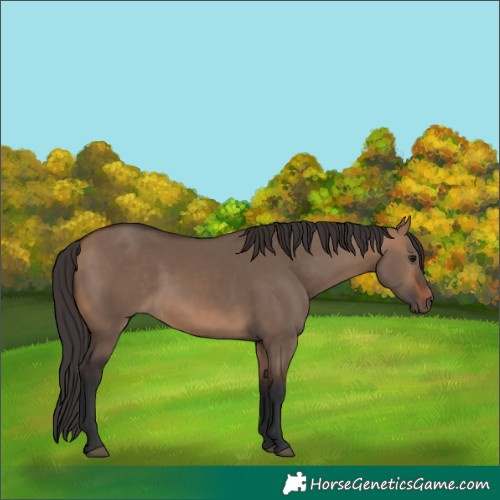 Horse Color:Bay Dun