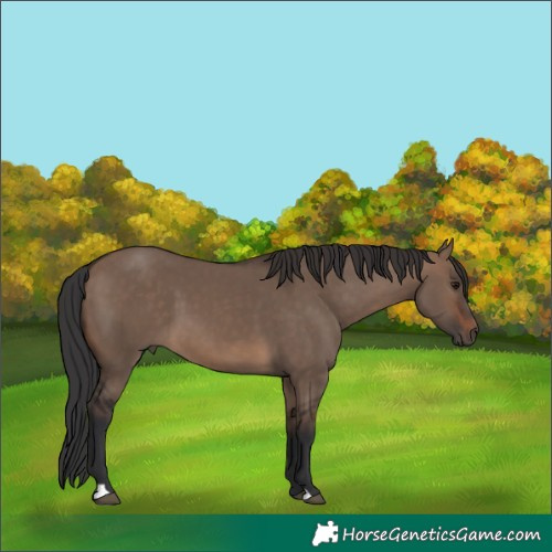 Horse Color:Brown Dun 