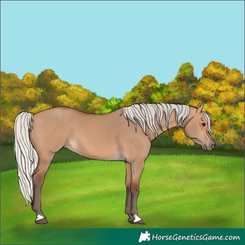 Horse Color:Silver Bay Dun