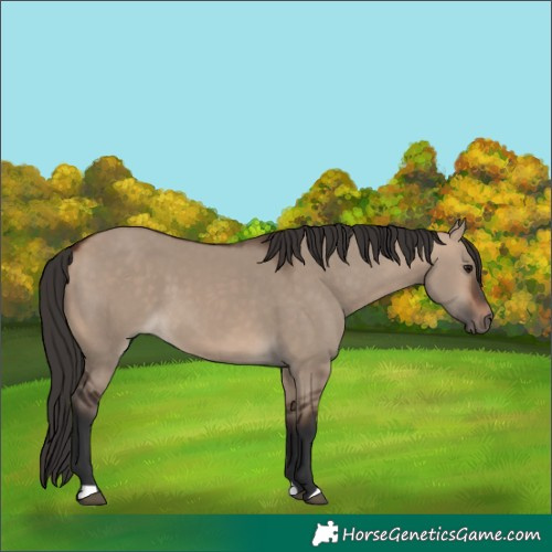 Horse Color:Bay Dun
