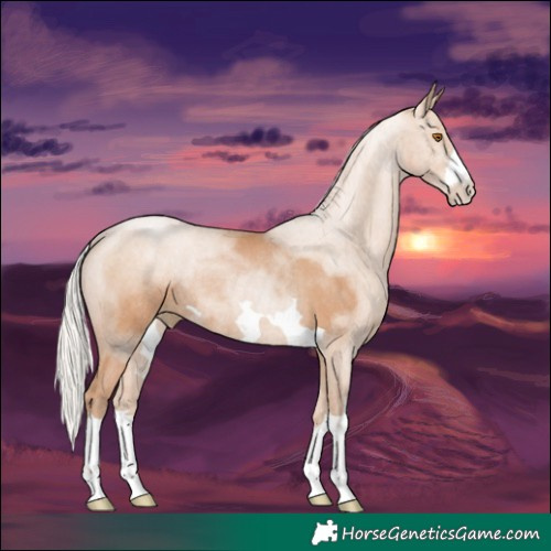 Horse Color:Silver Black Pearl Rabicano
