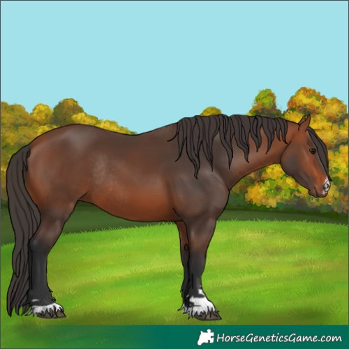 Horse Color:Bay Rabicano