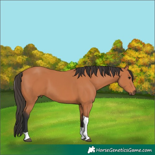 Horse Color:Bay Tobiano