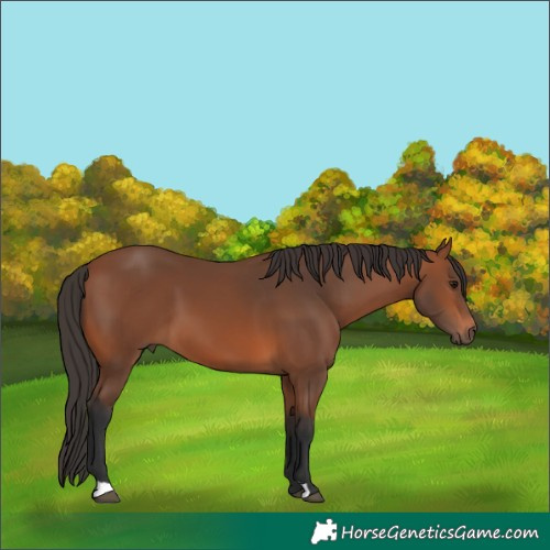 Horse Color:Bay 