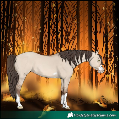 Horse Color:Amber Champagne Dun