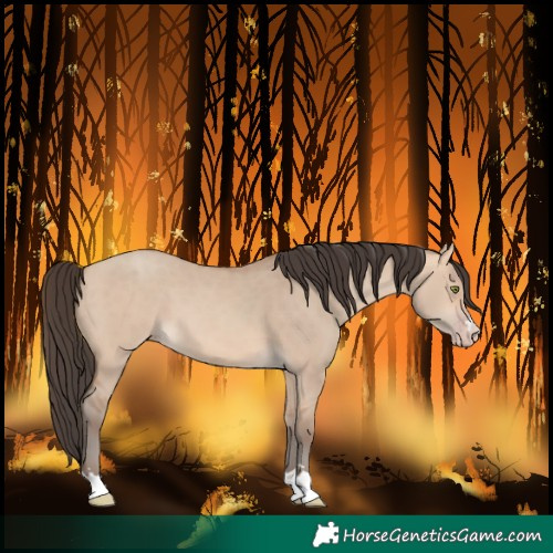 Horse Color:Amber Champagne Dun 