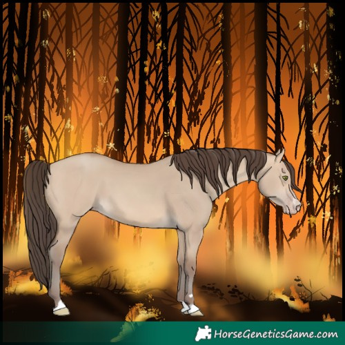 Horse Color:Amber Champagne Dun 