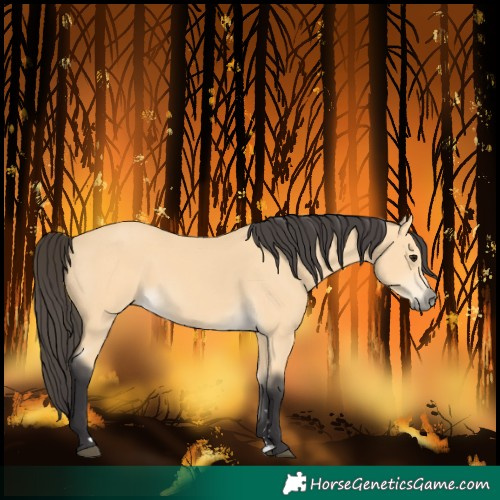 Horse Color:Buckskin