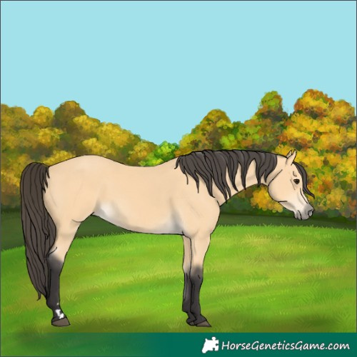 Horse Color:Buckskin