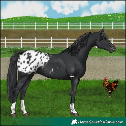 Horse Color:Black Appaloosa