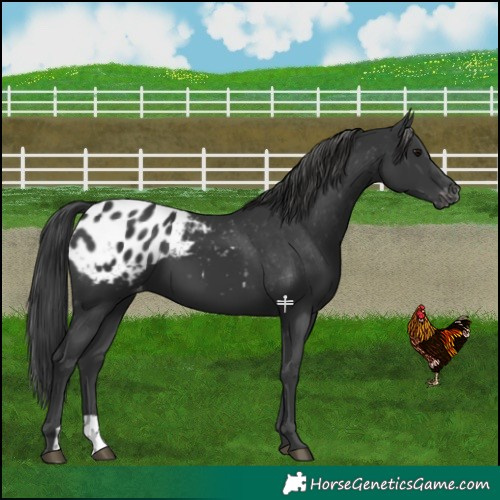 Horse Color:Black Appaloosa