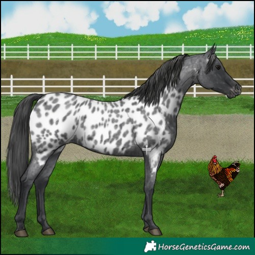 Horse Color:Blue Roan Appaloosa