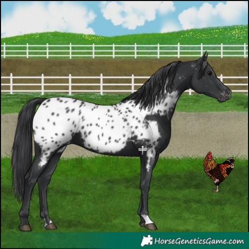 Horse Color:Black Appaloosa 