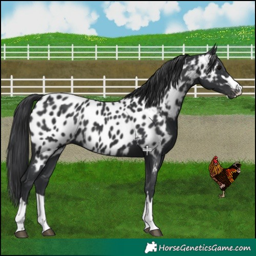Horse Color:Black Appaloosa