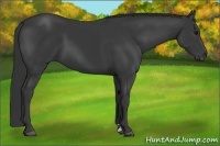 Horse Color:Black Sabino