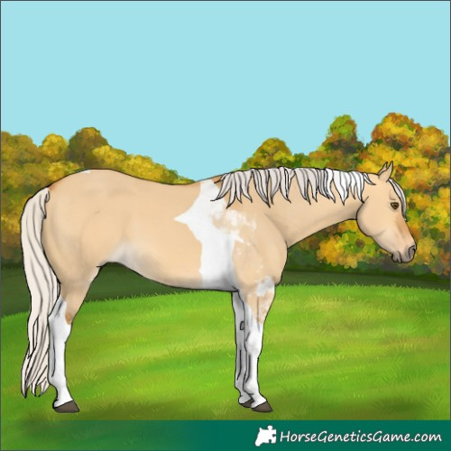 Horse Color:Silver Buckskin Dun Tobiano 