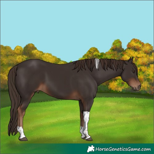Horse Color:Liver Chestnut Tobiano