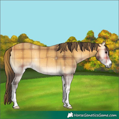 Horse Color:Plaid Buckskin Onyx